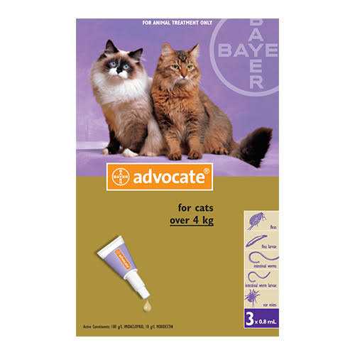 Large Cat C485486