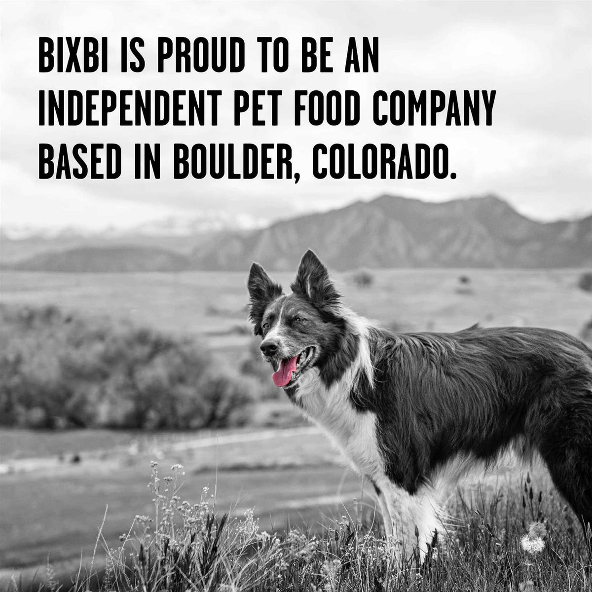 Dry Dog Food B509
