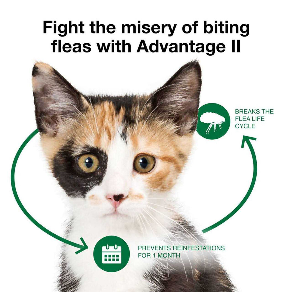 Flea Treatment Cats N2720