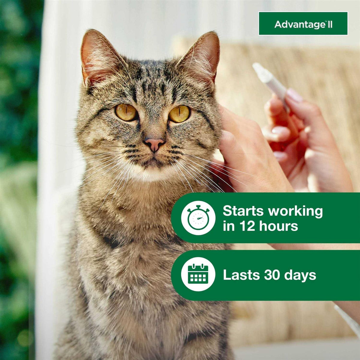 Flea Treatment Cats N2720