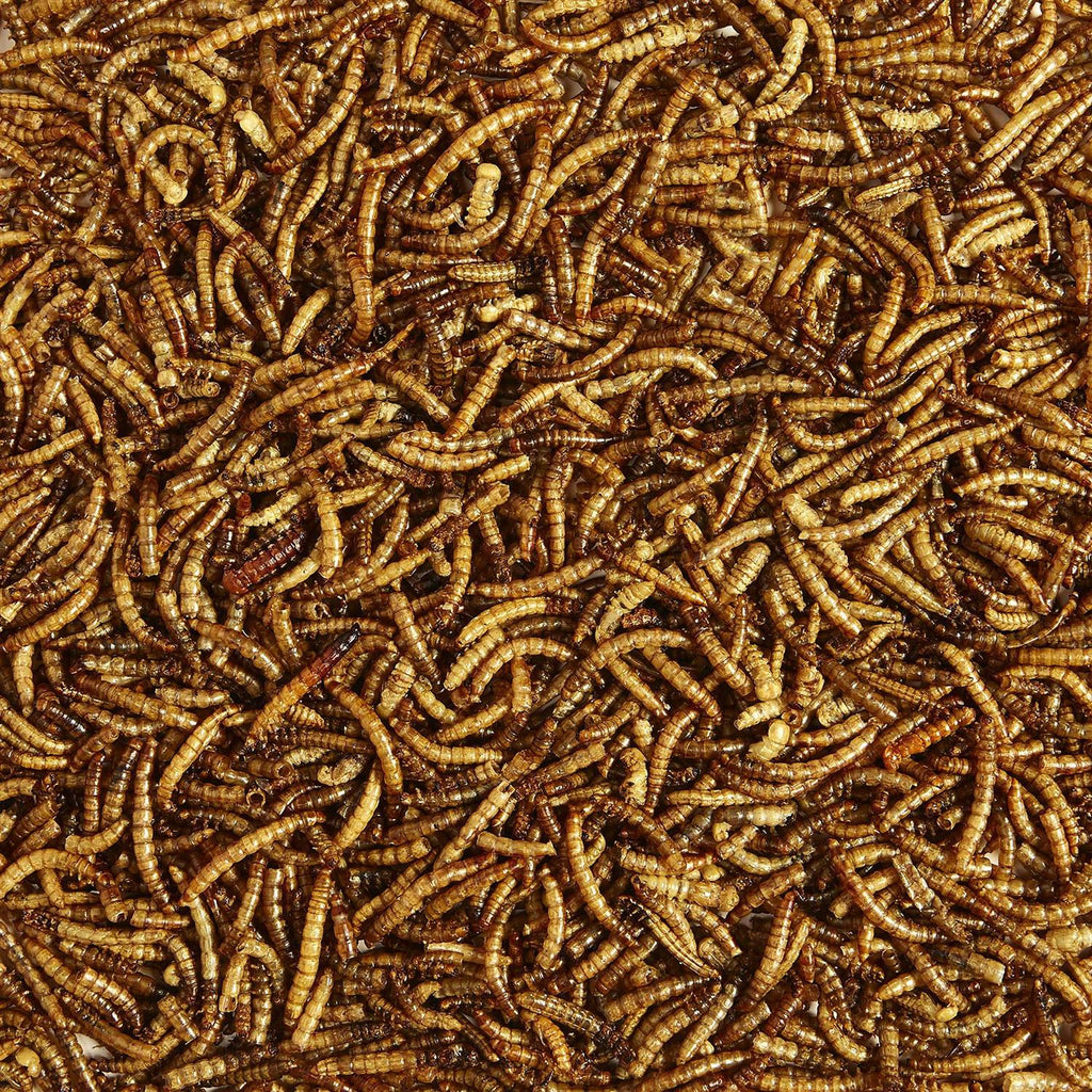 Mealworms Bird Food W489245