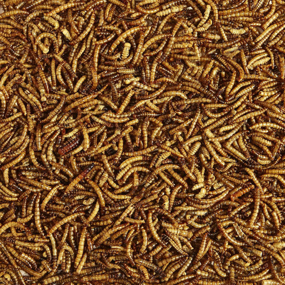 Mealworms Bird Food W489245