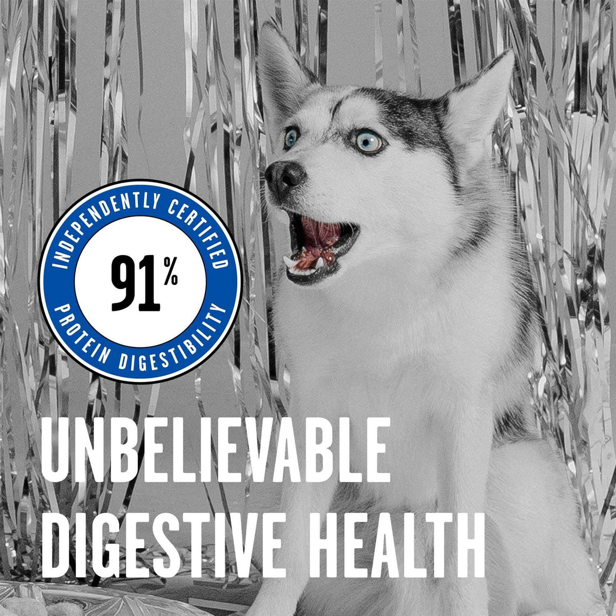 Dry Dog Food B509