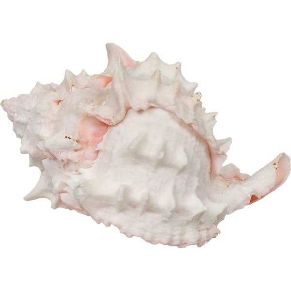 Hermit Crab Shell H622