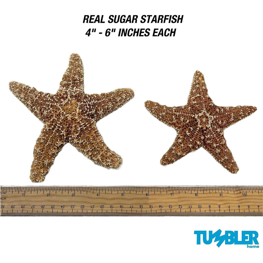 Starfish Decor V807