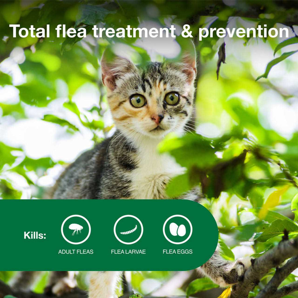 Flea Treatment Cats N2720