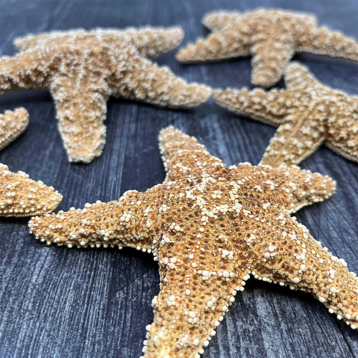 Starfish Decor V807