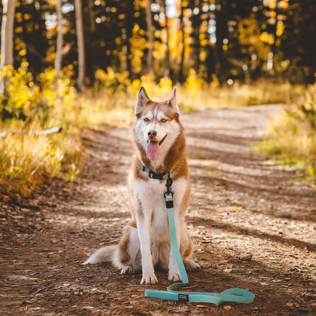 Waterproof Leash L5703