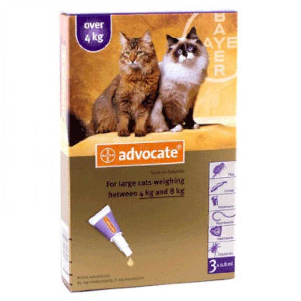 Large Cat C485486