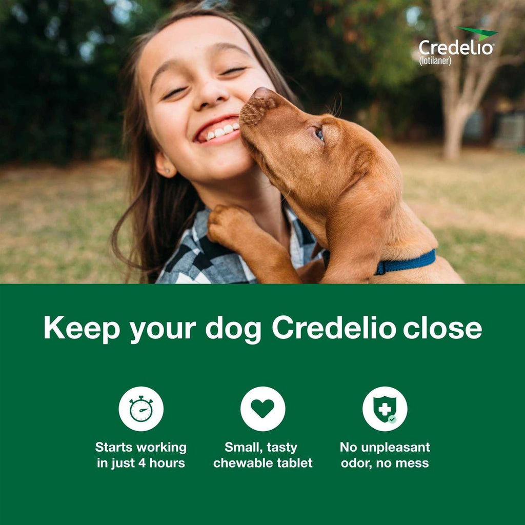 Chewable Tablet for Dogs X818