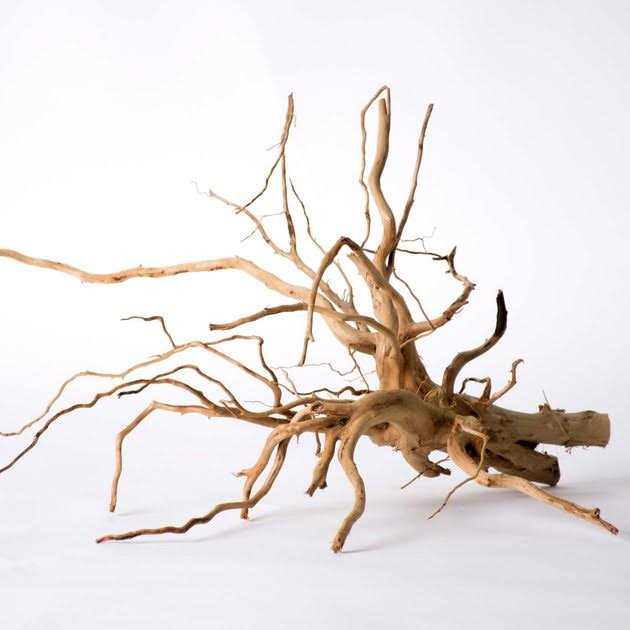 Spider Wood F70194