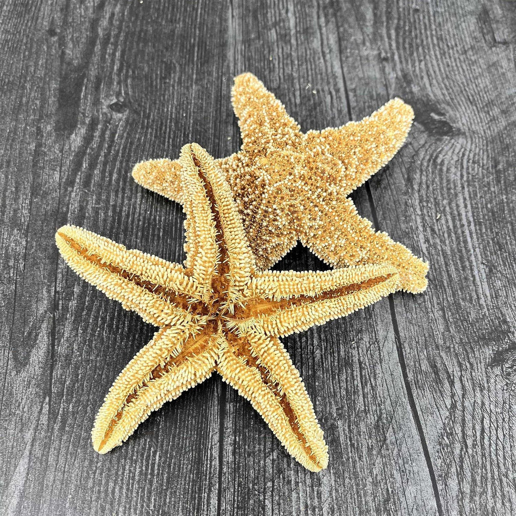 Starfish Decor V807
