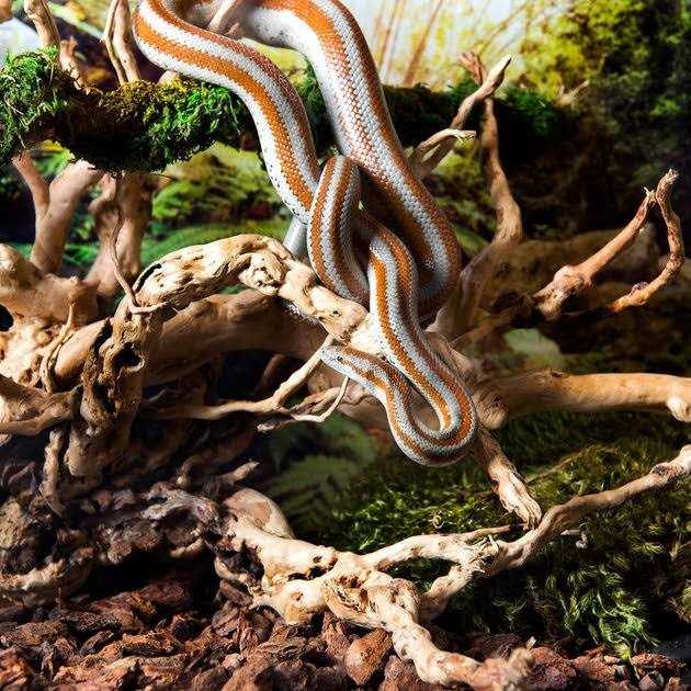 Spider Wood F70194