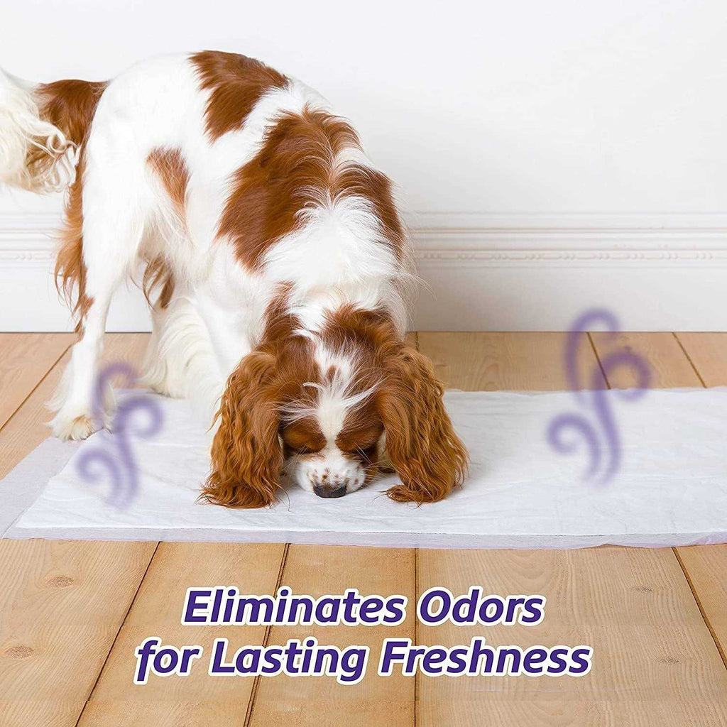 Lavender Scent Odor Eliminating Dog Pads N695