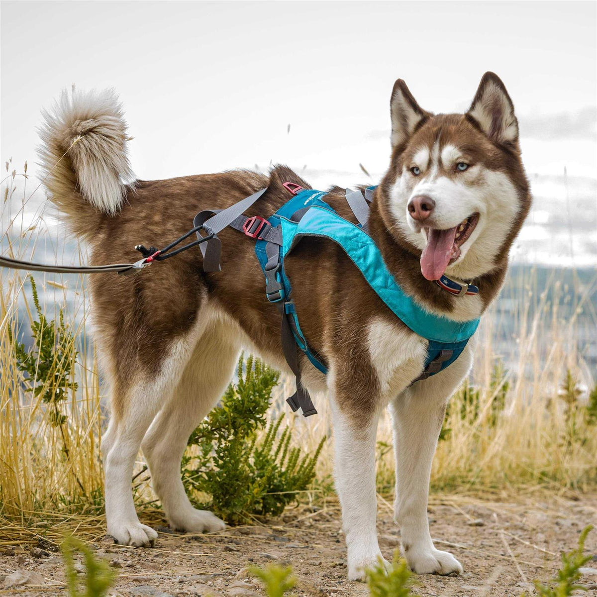 Dog Harness L62916